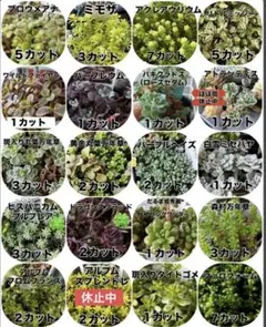 多肉植物　カット苗　バイキング　【オーダーページ】