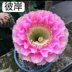 2026年最新】サボテンの花の人気アイテム - メルカリ