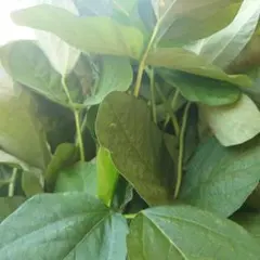 60サイズ 枝豆の葉っぱ　葉　葉っぱのサムネイル