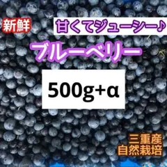 サービス品⭕️ 朝摘み ブルーベリー 500g+α 三重産 発送当日収穫 甘いのサムネイル