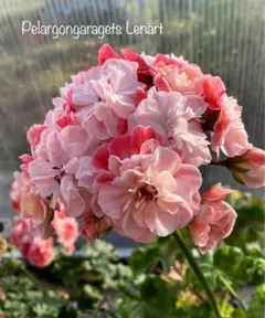 激レアゼラニウム開花大苗 - メルカリ