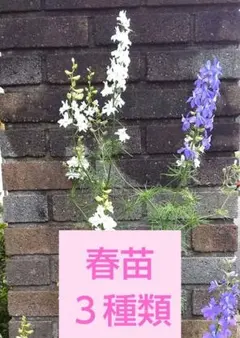 花苗 ３種類