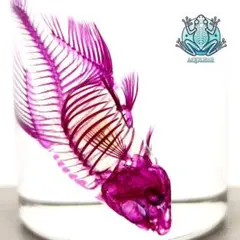 透明骨格標本 5個セット (シラエビ1個,シマアジ2個,カワエビ2個) 透明骨格標本 5個セット (シラエビ1個,シマアジ2個,カワエビ2個)