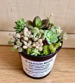 春　そのまま飾れます　多肉　サボテン　寄せ植え　育て方メモつき❤️ カラフル