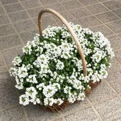 くぅ様 リクエスト 2点 まとめ商品