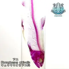 2025年最新】透明骨格標本の人気アイテム - メルカリ