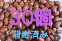 どんぐり　30個　マテバシイ