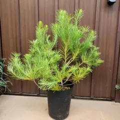 バンクシア スピヌロサ オーレア 鉢植え 希少 苗 レア品種 ドライ