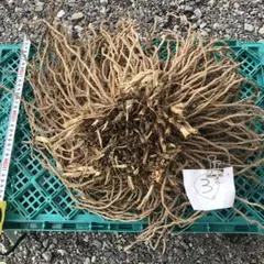 アスパラガス苗　③のサムネイル