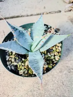 2026年最新】アガベ パラサナ錦の人気アイテム - メルカリ