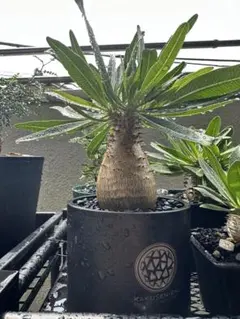 パキポディウム・グラキリス 象牙宮 塊根植物 現地球 鶴仙園 valiem 美