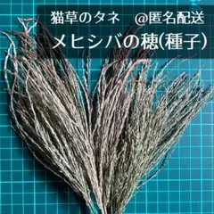 Item thumbnail for item 195f5802-db45-48dc-98a0-a6cdebeeabe5