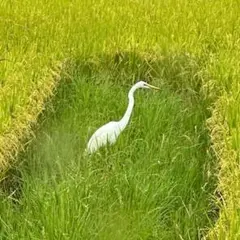 kokkoriiii様専用ページ