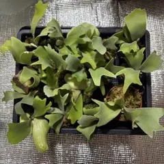 ゆずゆず様専用