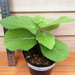 sugar fig様 リクエスト 2点 まとめ商品