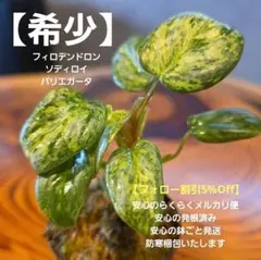 極上斑】フィロデンドロン イルセマニー 斑入り - メルカリ