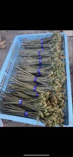 わらび ６キロ　河村順子様専用