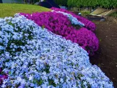 芝桜　無農薬　根付き　初心者向け挿し芽　60本のサムネイル