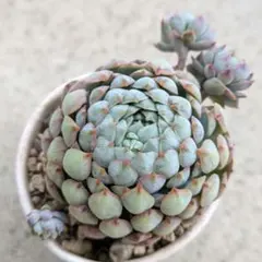 エケベリア ビンセントカトー 抜き苗 多② 多肉植物 - メルカリ