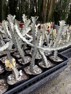 のぶりん様専用ページホワイトゴースト2本