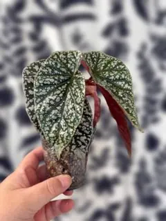 2026年最新】ベゴニアスノーキャップの人気アイテム - メルカリ