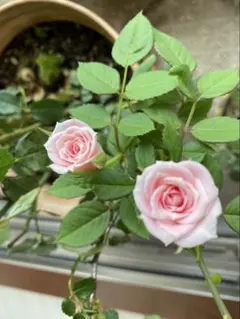 2026年最新】バラ挿し穂の人気アイテム - メルカリ