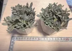 特価★多肉植物★子持ち蓮華抜き苗50グラム★約2ポット分★パンパンセット！