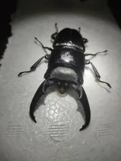 サキシマヒラタクワガタ 標本 サキシマヒラタクワガタ 標本 - メルカリ