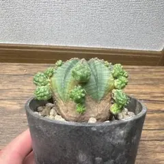 2025年最新】シンメトリカの人気アイテム - メルカリ