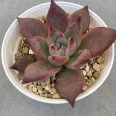 2025年最新】中里リンゼアナの人気アイテム - メルカリ