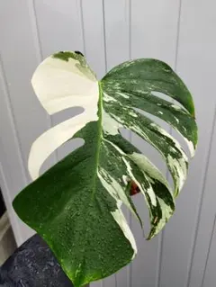 2026年最新】モンステラ デリシオーサ 斑入りの人気アイテム - メルカリ