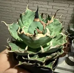 アガベセット　メルカリ便 2025年最新】アガベ チタノタ セットの人気アイテム - メルカリ