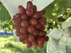 長野県中野市産 ハウス栽培 クイーンルージュ約2kg(2~3房) - メルカリ