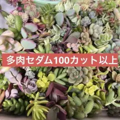 100カット以上　多肉植物　つぶつぶ紅葉セダム ばら撒き用カット苗セットのサムネイル
