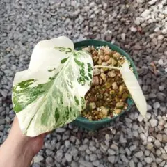 アロカシア・クプレア ピンク斑入り Alocasia Cuprea Pink - メルカリ
