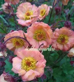 宿根草ゲウムマイタイ　花終りの苗2つ　来年用に　半八重のモダンなお花のサムネイル