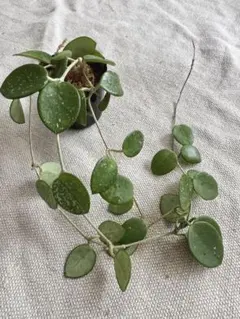 2026年最新】ホヤ マチルダの人気アイテム - メルカリ