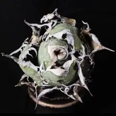 2025年最新】オアハカ アガベの人気アイテム - メルカリ