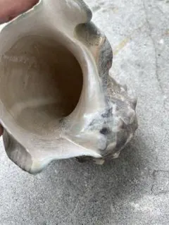 貝殻型陶器インテリア小物