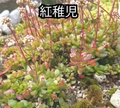紅稚児 抜き苗 30個 増える 多肉植物 グラウンドカバー 雑草防止