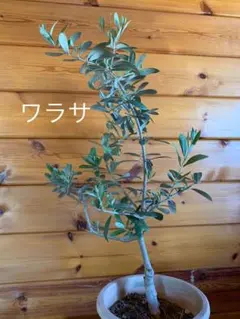 オリーブの木 限定1セット スパイス好きならぜひどうぞ 5点セット