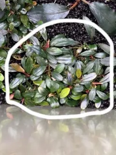 ブセファランドラsp.キールロイヤル 大株