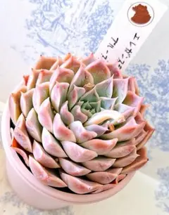 ヒアリナラパス×シャビアナペレグリナ札付きポットごとメルカリ便AJI