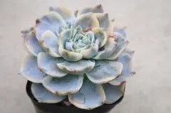 多肉植物 楚々 めでるさん苗② - メルカリ