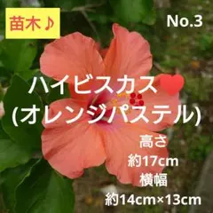 No.3【沖縄から♪】ハイビスカス(八重咲き・ピンク)♥️19 15×13
