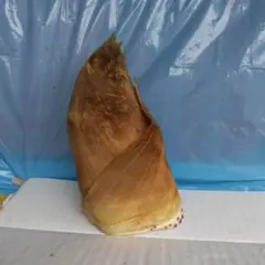 ほ 様 専用 おまかせ筍