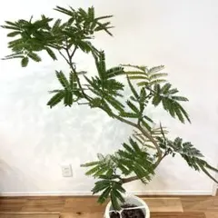 エバーフレッシュ 8号144cm S-shaped tree form - メルカリ