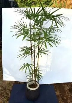 エバーフレッシュ 145cm 8号 Spiral tree form - メルカリ