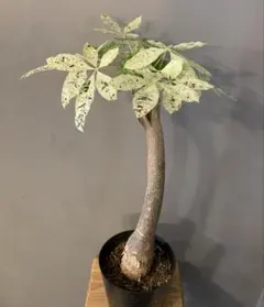 2026年最新】パキラミルキーウェイの人気アイテム - メルカリ