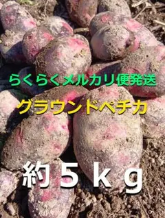クロネコ便発送 新潟県産 じゃがいも グラウンドぺチカ 約5キロのサムネイル